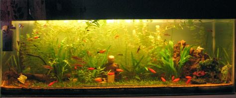 My Fresh Water Aquarium - Natural Planted Tank (Walstad Method).: Walstad Aquarium - 1 Year Later. Walstad Method Aquarium, Walstad Aquarium, Walstad Method, Aquarium Setup, Planted Tank, Pet Projects, Animal Projects, Aquascaping, Freshwater Aquarium