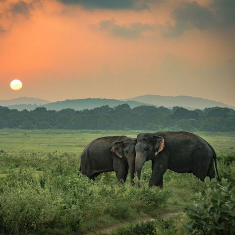 Their love in a beautiful country How do you feel watching this ❤️ Sri Lanka Holidays, Elephant Facts, Sri Lanka Beach, Wild Elephant, Sri Lanka Travel, Baghdad, South Asia, Female Travel, World Heritage