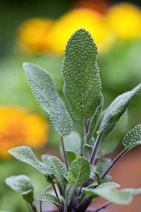 Common sage. Salvia officinalis. Photo by Paul Debois. Salvia Plant, Sage Herb, Types Of Christmas Trees, Spice Garden, Salvia Officinalis, Sage Plant, Types Of Herbs, Medicinal Herb, Herb Gardening