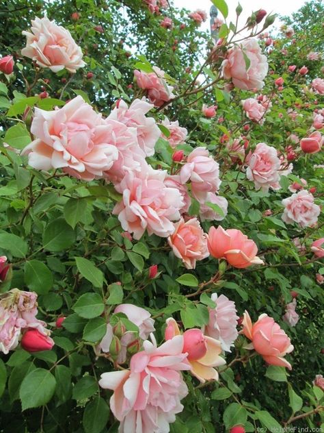 'Albertine ' Rose Photo Albertine Rose, Rose Garden Landscape, Rose Bedding, Front House Landscaping, Flower Garden Design, One Rose, Special Flowers, Pink Garden, Flower Landscape