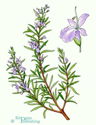 Rosemary Flower Drawing, Rosemary Sketch, Rosemary Drawing, Rosemary Illustration, Rosemary Art, Rosemary Tattoo, Hamlet And Ophelia, Rosemary Flower, Animal Stencil Art