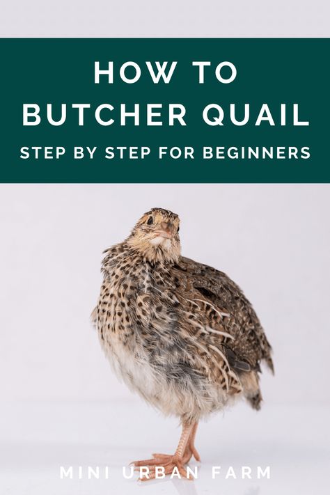 Chickens Vs Quail, Raising Quails For Eggs, How To Raise Quail, Raising Quail Indoors, Quail Tractor Diy, Raising Quail For Meat, Raising Quail For Profit, Quail Food Diy, How To Cook Quail