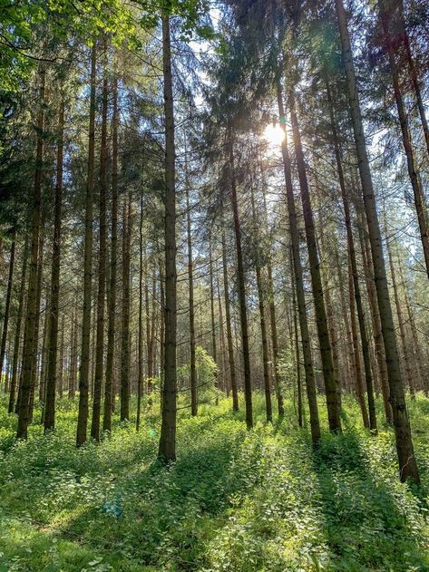 Thetford Forest in Suffolk and Norfolk covers over 47,000 acres. Tree species include conifers, oak, beech, lime, walnut, red oak and maple. The forest is home to a large population of hares, rabbits and gamebirds. Several species of deer include muntjac, roe deer and red deer. Birdlife includes woodlarks, nightjars, goshawks, crossbills, siskins and golden pheasants, stone curlews and often a wintering great grey shrike. Thetford Forest, Norfolk Uk, National Photography, Pine Forest, Travel Sites, Landscape Photographers, Norfolk, Travel Photos, Landscape Photography