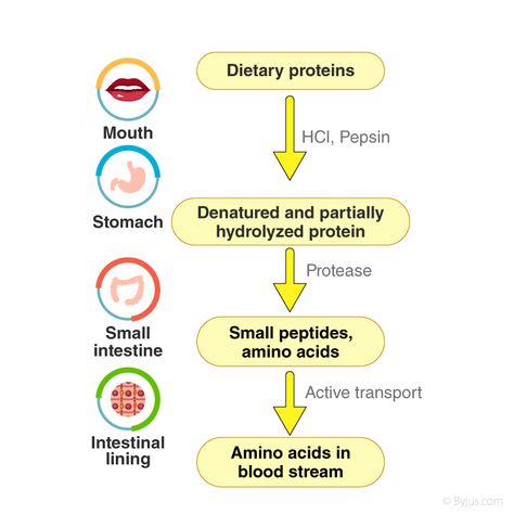 Digestion And Absorption, Bile Salts, Human Digestive System, Small Intestine, Cells And Tissues, The Digestive System, Food For Digestion, Smaller Pores, Class 11