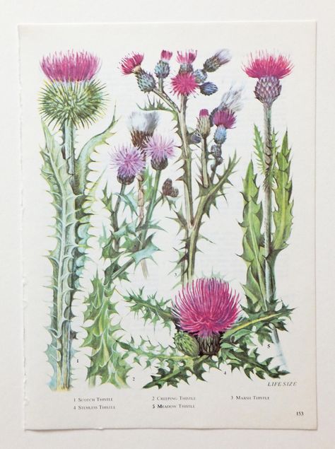 Explore peonyandthistle's photos on Flickr. peonyandthistle has uploaded 3920 photos to Flickr. Antique Flowers, Purple Plants, Vintage Flower Prints, Illustration Botanique, Vintage Botanical Prints, Flowers Vintage, Botanical Beauty, Scientific Illustration, Botanical Drawings