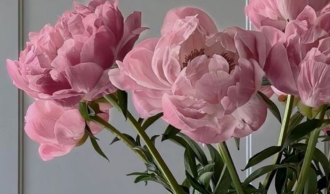 Desktop Flowers Wallpaper, Pink Flowers Wallpaper Laptop, Flowers Pc Wallpaper, Flower Pc Wallpaper, Aesthetic Pictures Horizontal, Pink Wallpaper For Pc, Flowers Aesthetic Wallpaper Laptop, Pink Wallpapers For Your Laptop, Pc Pink Wallpaper