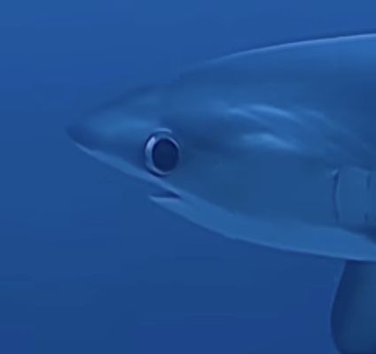 It is a shark with a wide eye, it looks like he’s giving you a weird look. Big Eyed Thresher Shark, Big Eye Thresher Shark, Bigeye Thresher Shark, Silly Shark Pfp, Derpy Shark, Goofy Shark, Shark Side View, Funny Shark Pictures, Shark Eyes