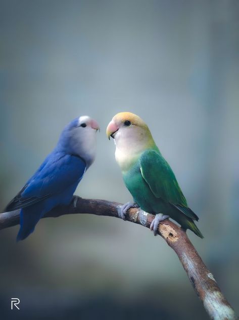 Meet Piplup the blue one and her partner Pidgey the green one. My African Love Birds Couple African Love Birds, Love Birds Pet, Birds Pet, Sivakarthikeyan Wallpapers, African Love, Finches Bird, Profile Wallpaper, Birds Photography, Love Picture Quotes