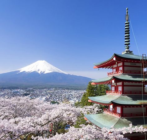 Help Get Lily to Japan | Education Crowdfunding with GoGetFunding Adventurous Honeymoon, Monte Fuji, Visit Tokyo, Mont Fuji, Luxury Honeymoon, Cruise Destinations, Royal Caribbean Cruise, Shore Excursions, Mount Fuji