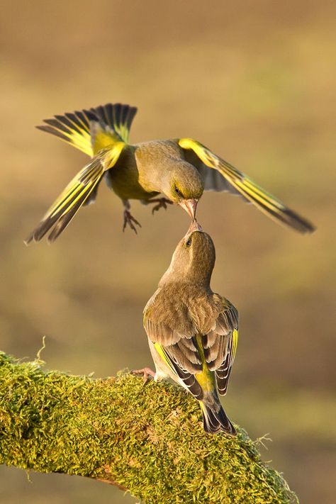 birds - kiss Regard Animal, Kinds Of Birds, Airbrush Art, Two Birds, Exotic Birds, Pretty Birds, Colorful Birds, Birds Of Prey, Wild Birds