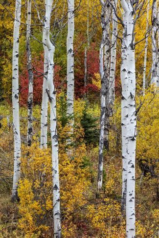 size: 12x8in Photographic Print: Aspen grove in peak fall colors in Glacier National Park, Montana, USA by Chuck Haney : Watercolor Fall Aspens, Autumn Abstract, Fall Scenes, Autumn Pictures, Aspen Grove, Autumn Leaves Art, Birch Tree Art, Fall Coloring, Birch Tree Painting