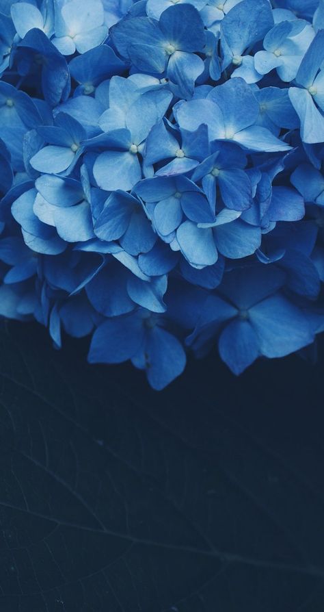 Desktop Wallpapers Hd, Flowers Sunset, Blue Hydrangea Flowers, Wallpaper Flower, Hydrangea Flowers, Flower Blue, Desktop Backgrounds, Blue Hydrangea, Desktop Wallpapers