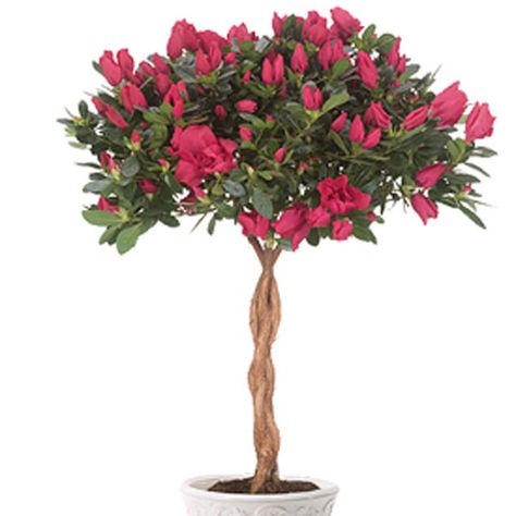 Azalea Tree, Flowers List, Azaleas Care, Calyx Flowers, Seed Starter Kit, Orchard Tree, Bonsai Tree Care, White Flower Farm, Pretty Trees