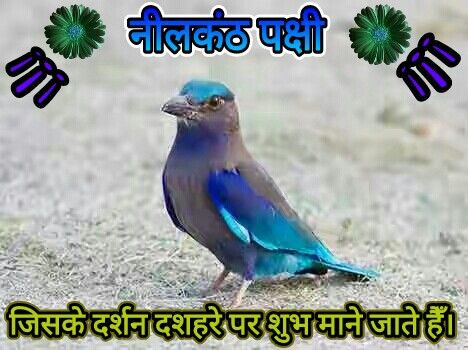 **Neelkanth** Neelkanth Bird, Morning Inspirational Quotes, Girly Photography, Inspirational Quotes, Birds, Fan, Quotes, Photography, Quick Saves