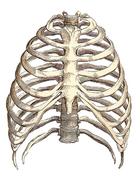 rib cage drawing Rib Cage Drawing, Cage Drawing, Rib Cage Anatomy, Human Ribs, Human Rib Cage, Anatomy Bones, Skeleton Anatomy, Rib Bones, Cage Thoracique