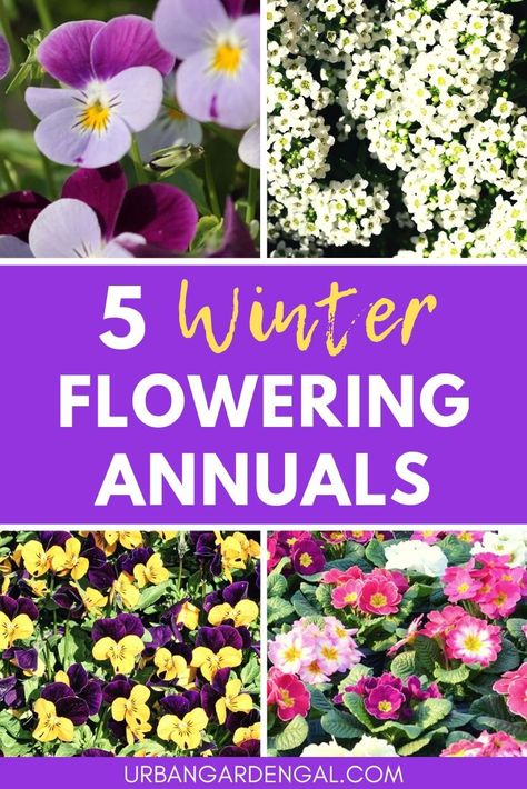 These beautiful winter flowering annuals will brighten up your garden over the colder months. These are my top 5 annual flowers for winter. #winterflowers #annuals #flowergarden #flowergardening Winter Flower Containers, Fall Flower Beds In Front Of House, Garden Ideas In Front Of House, Annual Flower Beds, Winter Flowers Garden, Flower Garden Layouts, Blue Flowers Garden, Fall Flowers Garden, Fall Landscaping