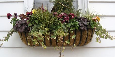 Iron Window Boxes, Wrought Iron Window Boxes, Metal Window Boxes, Backyard Herb Garden, Apartment Patio Gardens, Wrought Iron Window, Window Box Ideas, Hay Rack, Herb Growing