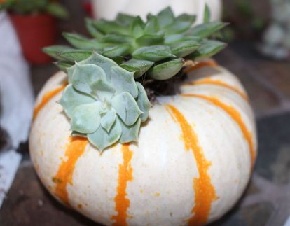 pumpkins succulents happiness, crafts, flowers, gardening, succulents Festive Halloween Decor, Succulent Pumpkin, Pumpkin Arrangements, Succulent Cuttings, Succulent Centerpieces, Fall Arrangements, Succulent Gifts, Pumpkin Centerpieces, Succulents In Containers