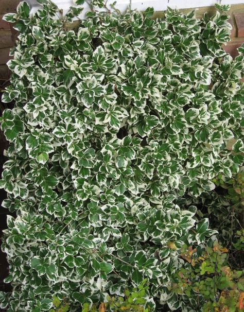 Euonymus fortunei Flower Ground Cover, Climbers For Shade, Shrubs For Borders, Euonymus Fortunei, Creepers Plants, Vinca Minor, Home Garden Plants, Garden Shrubs, Light Blue Flowers