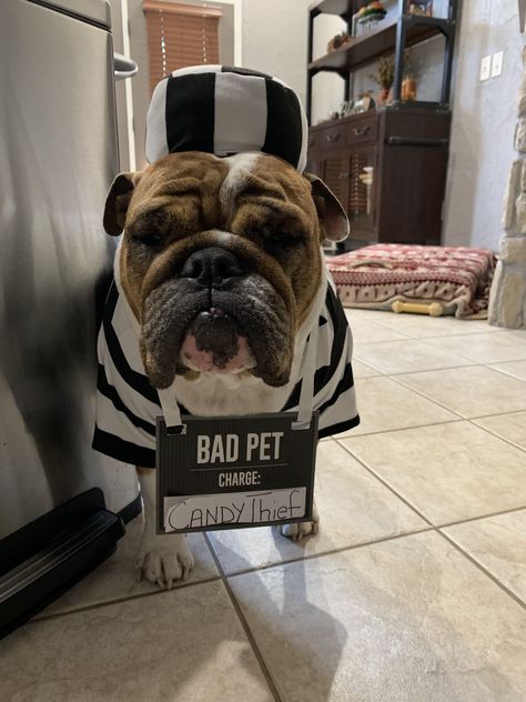 Best prisoner outfit Prisoner Outfit, Prisoner Costume, Cops And Robbers, Dog Costumes, French Bulldog, Bulldog, Dogs, Animals, Quick Saves