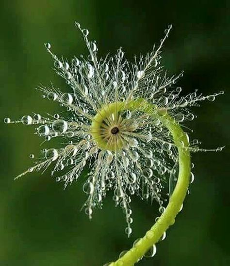 Wunder der Natur                                                                                                                                                                                 More Macro Fotografia, Fiddlehead Fern, Foto Macro, A Dandelion, Foto Tips, Morning Dew, Water Droplets, Jolie Photo, Alam Yang Indah