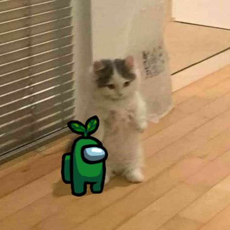 Cat Nerd Emoji, Cat Pfp Memes Funny, Yippie Yippie Cat Gif, No Cat Meme, Standing Cat, Cat Standing, Cat Pfp, Cat Stands, Cat Goofy Meme