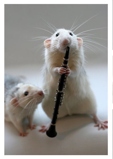 Mouse playing a clarinet #ashley Playing Clarinet, Cute Backrounds, Funny Rats, Fancy Rat, Funny Hamsters, Cute Rats, Pet Rats, Silly Animals, Hamsters