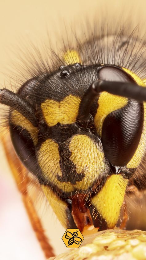 Yellow Jacket Wasp, Wasp Stings, Bee Removal, Insect Photography, Yellow Jackets, Funny Birds, Yellow Jacket, Wasp, Picnic Basket