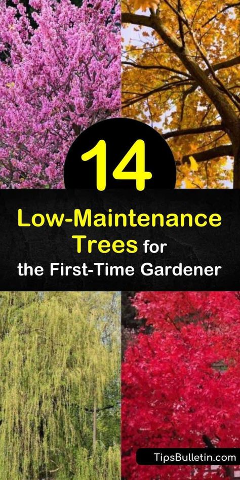 Trees That Change Color In The Fall, Hybrid Poplar Tree, Barn Landscaping, Best Shade Trees, Autumn Blaze Maple, Fast Growing Shade Trees, Red Oak Tree, Types Of Trees, Emerald Green Arborvitae