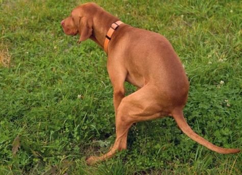 How Often Should Dogs Poop? | PetMD Dogs Pooping, Dogs