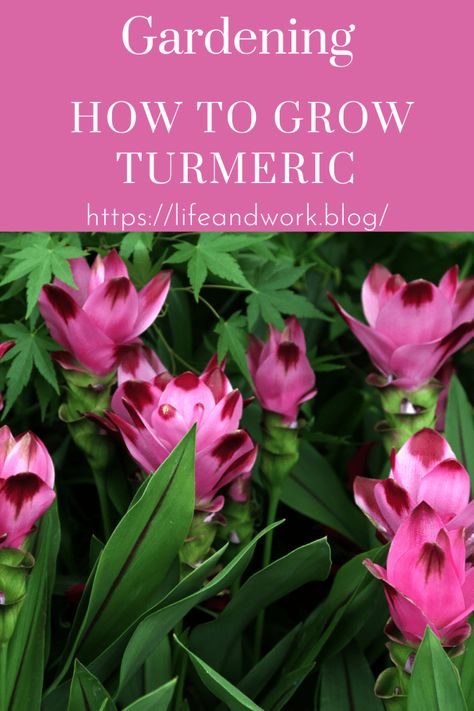 How to Grow Turmeric Growing Tumeric Outdoors, Growing Turmeric, Curcuma Plant, Grow Turmeric, Turmeric Plant, Ginger Plant, Edible Wild Plants, Garden Herbs, Household Plants