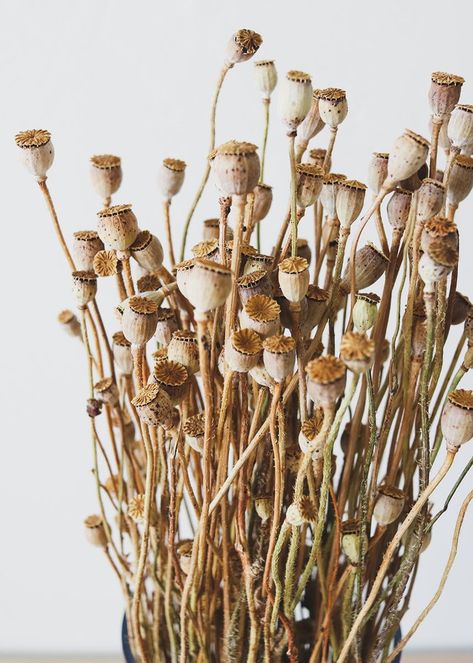 Mini Dried Poppy Pods - 12-24" Tall Dried Poppy, Diy Rustic Wedding, Expensive Flowers, Poppy Pods, Rustic Wedding Bouquet, Unique Wedding Flowers, Wedding Floral Centerpieces, Rustic Wedding Diy, Rustic Wedding Centerpieces