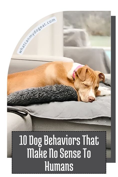 Dogs have a way of doing things that leave us scratching our heads. Whether it’s their random bursts of energy, barking at nothing, or inexplicably eating grass, some canine behaviors just don’t make sense to us humans. But that's part of their charm! These quirky habits might seem strange, but they’re just another way our pups keep life interesting. Check out some of the most puzzling dog behaviors that make you go, “What are they thinking?" Fun Facts About Dogs, Health Articles Wellness, Dog Facts, Wild Dogs, Canine Companions, Dog Behavior, Make Sense, Dog Love, Dog Training