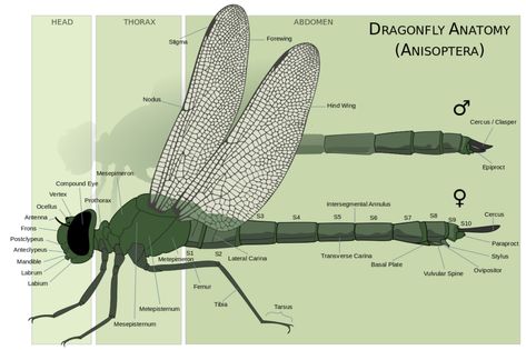 Illustration of male and female dragonfly anatomy with labels identifying parts of the body. Dragonfly Anatomy, Transparent Wings, Deer Fly, Dragonfly Photos, Monarch Caterpillar, Damselflies, Extreme Makeover, Horse Fly, Dragon Fly