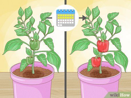 How to Grow Bell Peppers (with Pictures) - wikiHow Grow Bell Peppers, Growing Bell Peppers, Capsicum Annuum, Family Eating, Replant, Bell Peppers, Bell Pepper, Grow Your Own, How To Grow