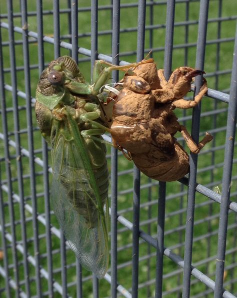 Watched this guy come out of the shell. Very large cicada. Garden Insects, This Guy, Coming Out, Bugs, Vision Board, Shells, Animals, Bugs And Insects