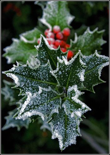 From the light of my home to the light of all of yours, "Blessed be this Solstice" "Blessed Be" Frosted Holly Matka Natura, Holly Leaves, God Jul, Winter Scenery, Noel Christmas, Winter Solstice, Christmas Wallpaper, Christmas Joy, Winter Scenes