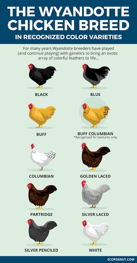 Chook Breeds, Chicken Genetics Color Charts, Chicken Breed Egg Color Chart, Cochin Chickens Colors, Chicken Colors, Heritage Breed Chickens, Colored Egg Layers Chicken Breeds, Wyandotte Chicken, Chicken Coloring