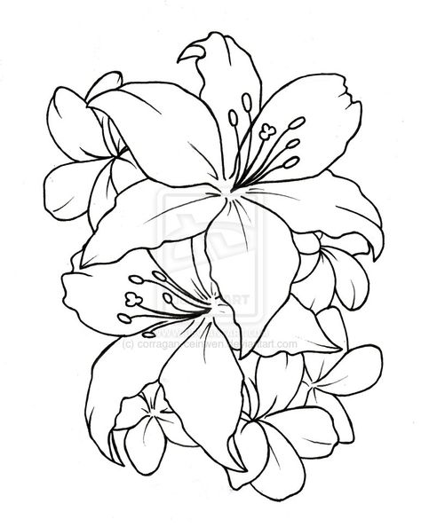 underneath- tatto flower drawings | Ceinwen On Deviantart - Free Download Tattoo #2433 Flower Tattoo ... Lilly Tattoo Design, Flower Tattoo Stencils, Simple Flower Tattoo, Lillies Tattoo, Flower Outline, Lily Tattoo, Tattoo Stencil Outline, Up Tattoos, Trendy Flowers