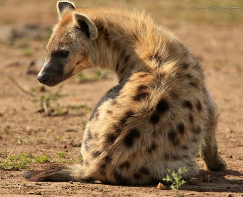 A spotted Hyena sitting Hyena Reference, Brown Hyena, Spotted Hyena, Black Rhino, African Wild Dog, Animal References, Wild Creatures, Wild Dogs, Silly Animals