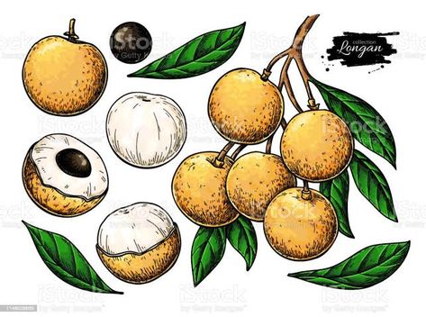 Drawing Fruits, Juice Packaging Design, Longan Fruit, Fruit Branch, Durga Photo, Fruit Tattoo, Maa Durga Photo, Food Logo Ideas, Tropical Illustration