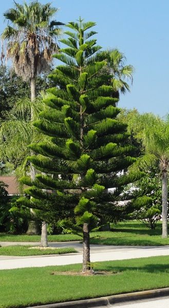 Norfolk Island Pine growing among the palm trees in Florida Pine Tree Garden Ideas, Trees Around House, Pine Tree Garden, Coastal Tree, Palm Trees Garden, Norfolk Island Pine, Christmas Tree Plant, Florida Trees, Pine Garden