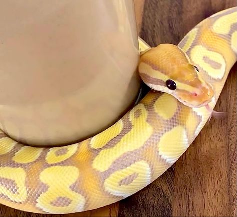 Banana Pastel Ball Python, Pastel Ball Python, Banana Ball Python, Adorable Snakes, Rare Albino Animals, Pretty Snakes, Reptile Room, Ball Python Morphs, Ball Pythons