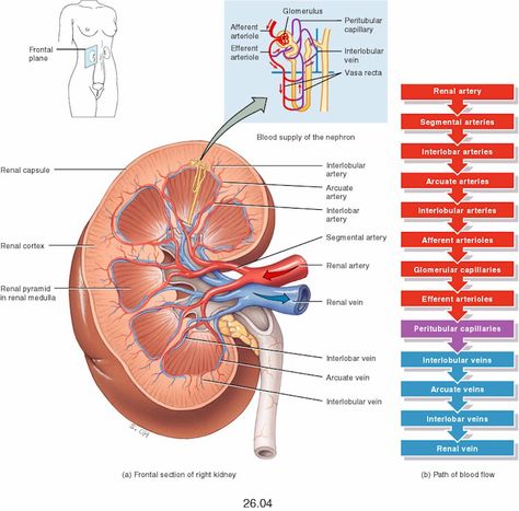 Blood flow of Kidneys Human Kidney Anatomy, Kidney Diagram Anatomy, Kidney Pathophysiology, Functions Of Kidney, Kidney Anatomy, Human Muscular System, Internal Structure Of Kidney, Medical Mnemonics, Basic Anatomy And Physiology