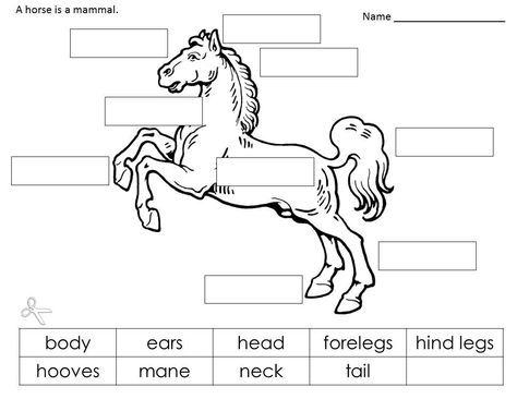 Farm Horses, Horse Lessons, Horse Anatomy, Horse Games, Horse Camp, Horse Therapy, Free Horses, Horse Coloring Pages, Horse Crafts