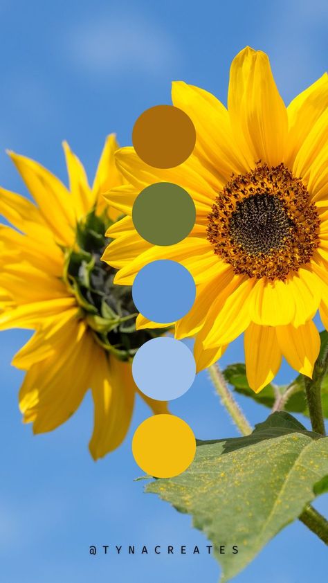 Honeybee Color Palette, Sunflower Colour Palette, Yellow Pallet Colour Palettes, Grandmas Farmhouse, Sunflower Color Palette, Sunflower Palette, Sunflower Graphic Design, Yellow Color Palettes, Color Theory Art