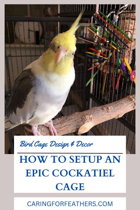 Text = "bird cage design & decor" "How to setup an epic cockatiel cage" "caringforfeathers.com"

Image = cockatiel sitting on wood perch near his cage Cockatiel Care, Parrot Cages, Parakeet Care, Cockatiel Toys, Cockatiel Cage, Bird Cage Design, Diy Bird Toys, Pet Bird Cage, Conure Parrots