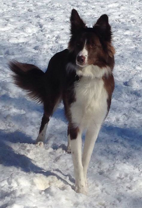 Chocolate Border Collie, Brown Border Collie Aesthetic, Brown Border Collie Puppy, Border Collie Brown, Brown Border Collie, Basenji Puppy, Red Border Collie, Best Dog Names, Collie Puppies