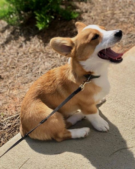 Cute Corgis, Cosmere Tattoo, Corgi Colors, Corgi Aesthetic, Baby Corgis, Baby Corgi, Dog Days Are Over, Cute Corgi Puppy, Corgi Puppies