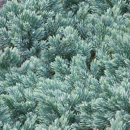 Heat-Tolerant Plants: Cool Shades For Hot Gardens Back Fence Landscaping, Garden Composition, Juniperus Squamata, Blue Star Juniper, Heat Tolerant Plants, Black Mondo Grass, New House Landscaping, Low Growing Shrubs, Monrovia Plants